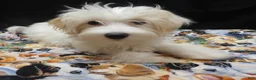Maltipoo dogs for sale: Saxen - Ad 3