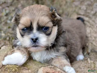 Shihpoo dogs Shihpoo Spencer - Ad 16