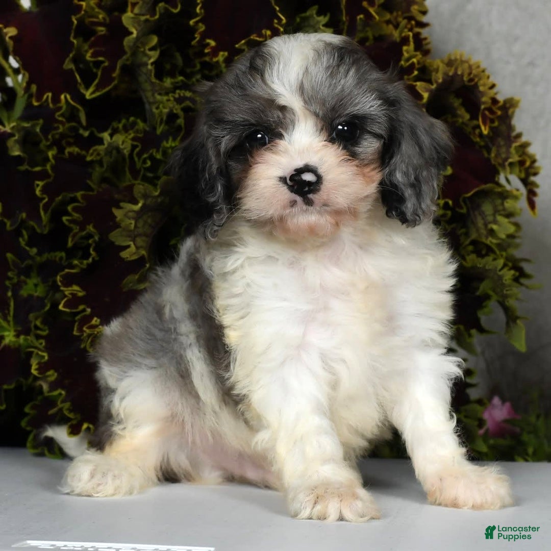 Gallery Image {{count}}