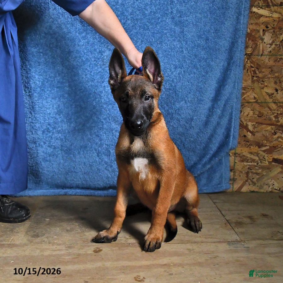 Belgian Malinois dogs for sale: Sevenis - Ad 2