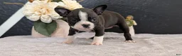 Boston Terrier dogs for sale: Macy - Ad 5