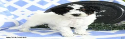 Toy Poodle dogs for sale: Cadbury - Ad 4
