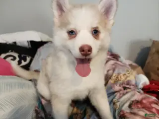 Pomsky dogs Princess Peach - Ad 36