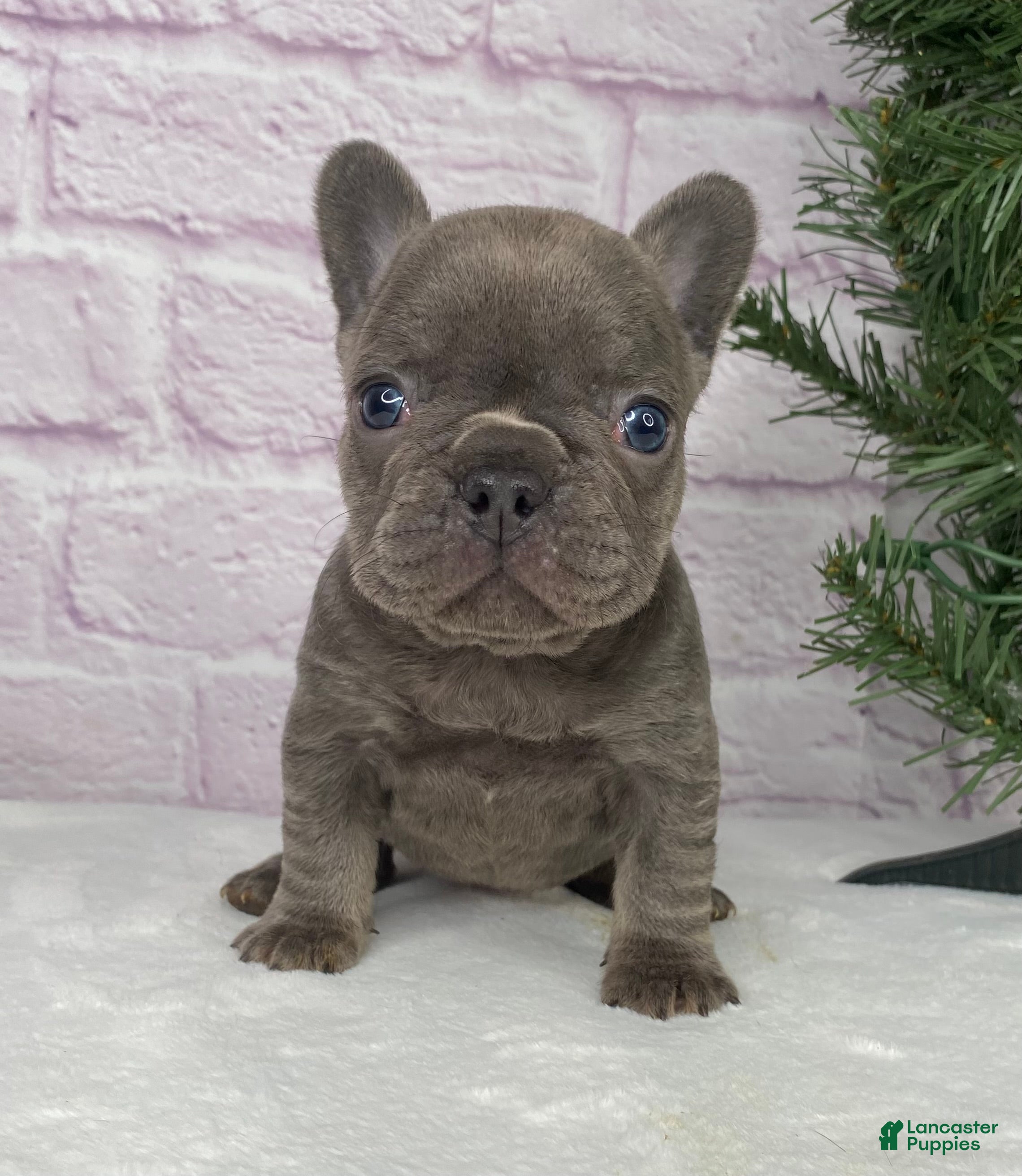 French Bulldog dogs Paisley  - Ad 4