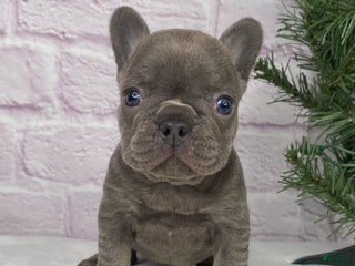 French Bulldog dogs Paisley - Ad 4