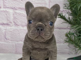French Bulldog dogs Paisley - Ad 17
