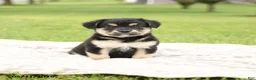 Mixed Breed dogs for sale: Noble - Ad 1
