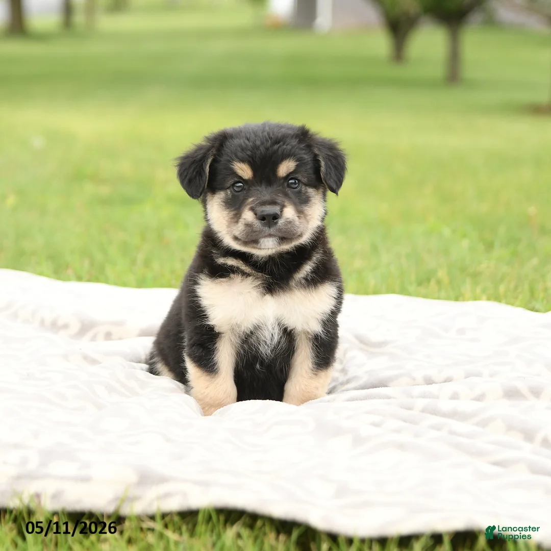 Mixed Breed dogs for sale: Noble - Ad 1