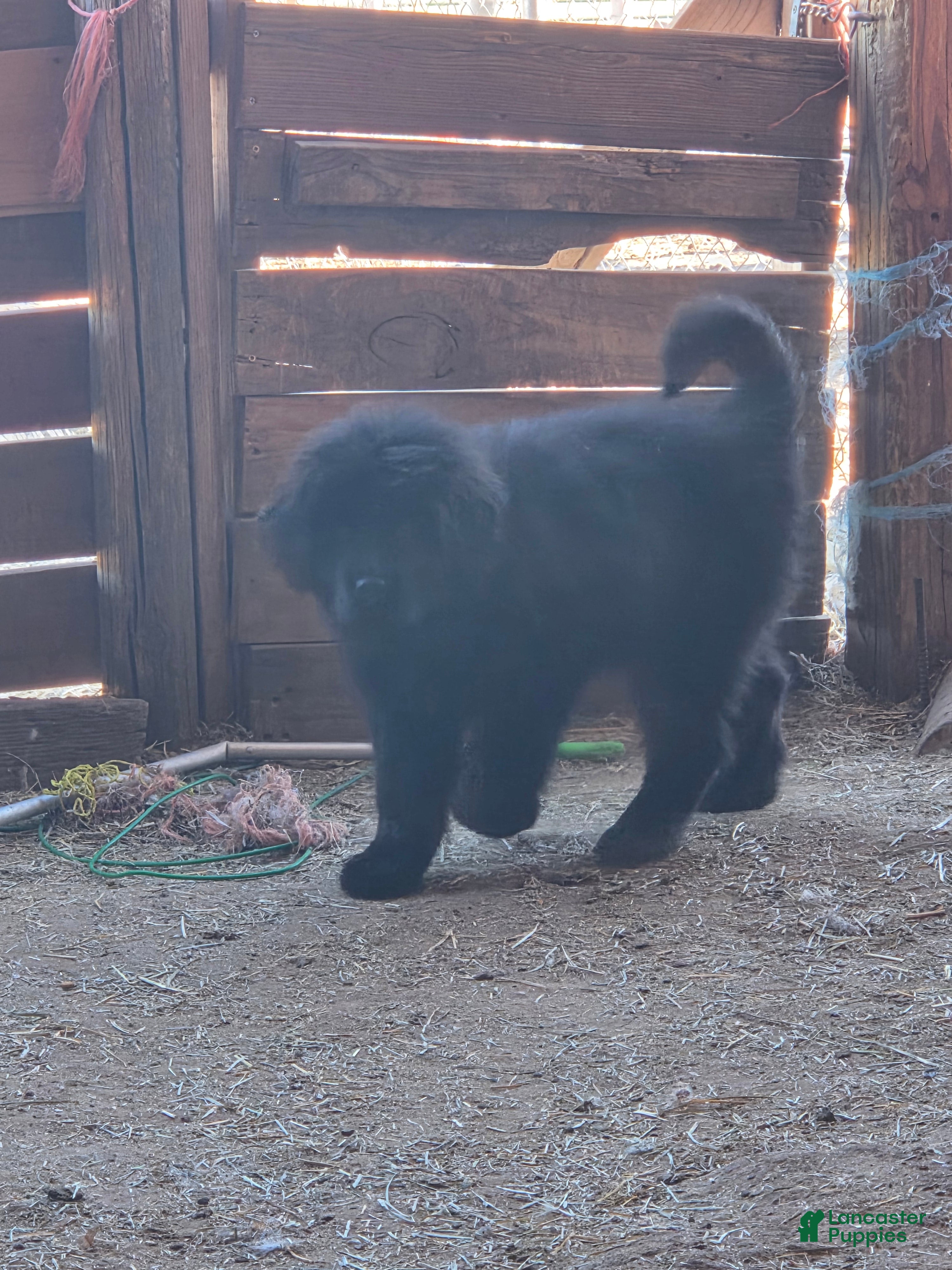Tibetan Mastiff dogs Tibetan Mastiff Puppy 8 - Ad 1