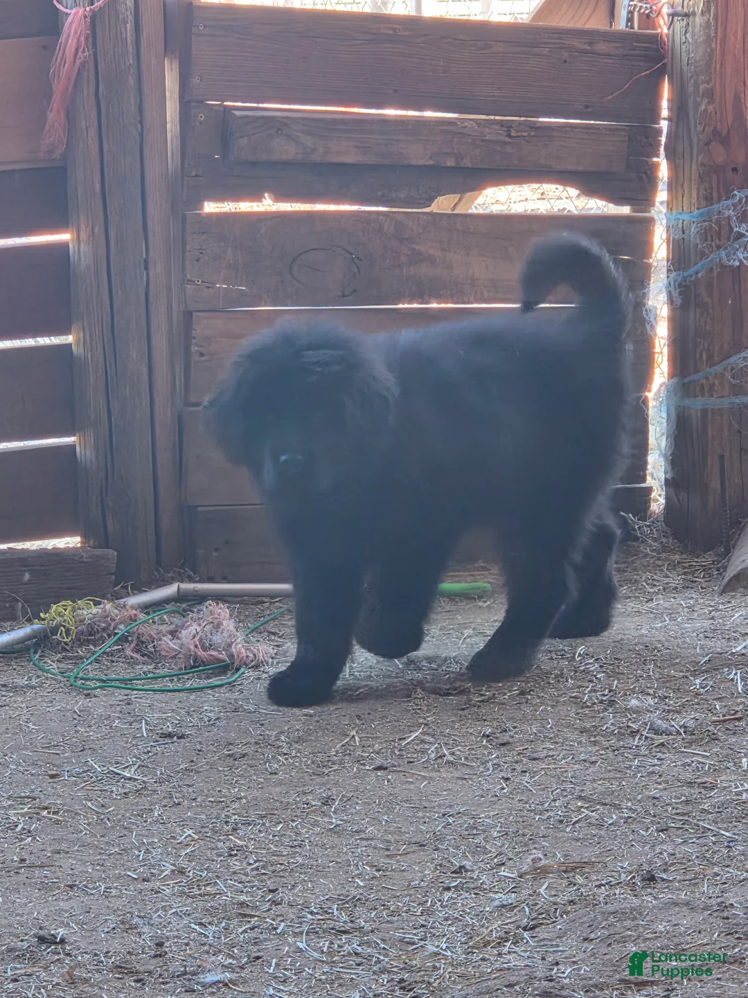 Tibetan Mastiff dogs for sale: Tibetan Mastiff Puppy 8 - Ad 1