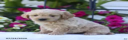 Mini Goldendoodle dogs for sale: Jethro - Ad 1