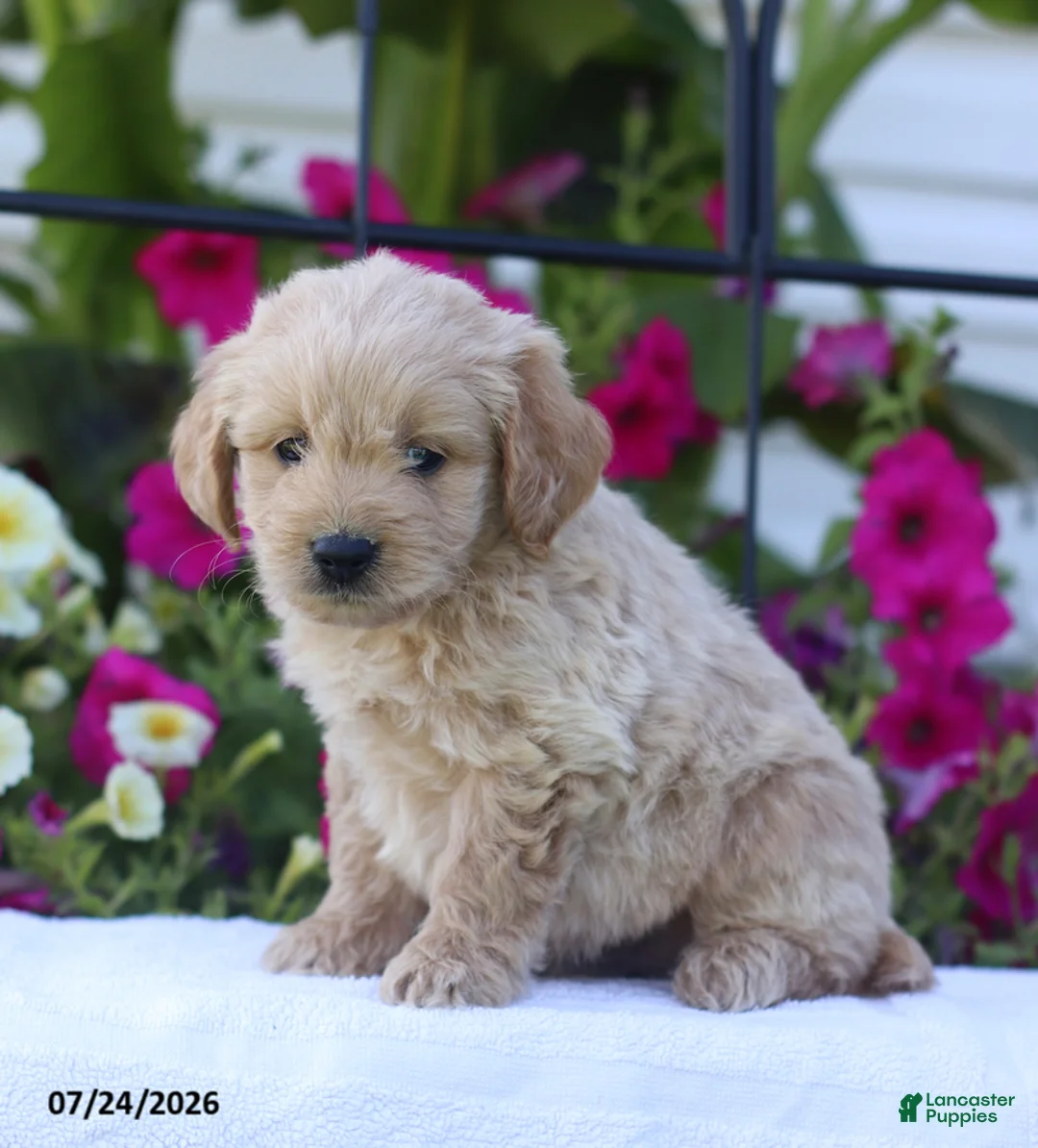 Mini Goldendoodle dogs for sale: Jethro - Ad 1