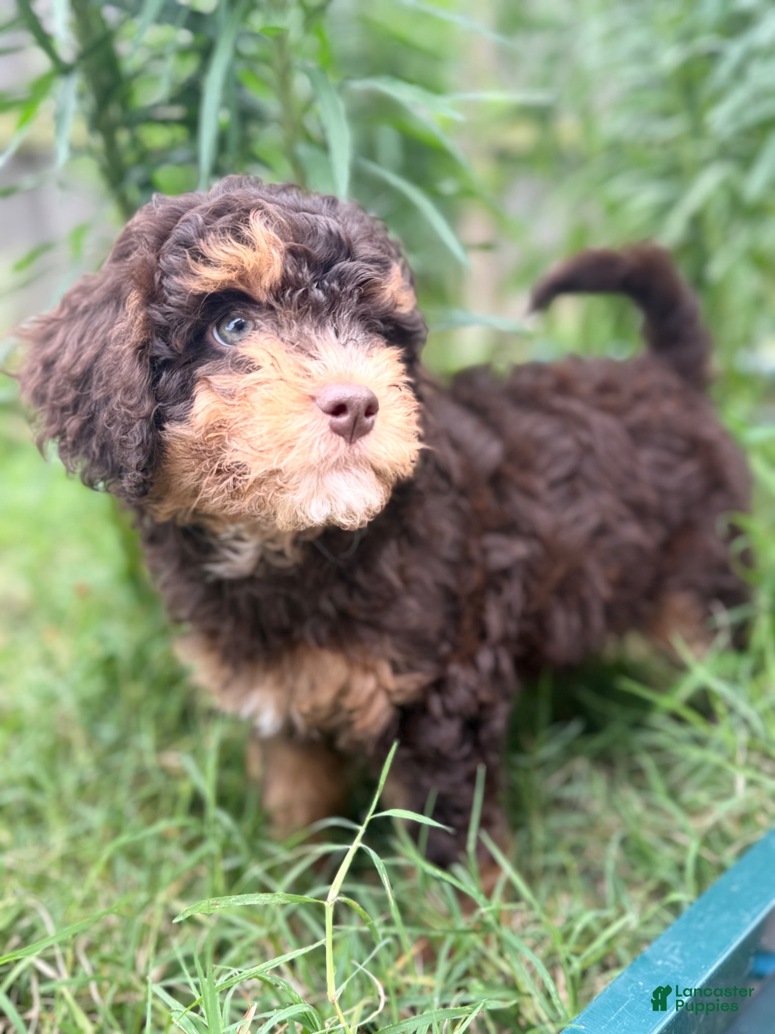 Mixed Breed dogs Brownie - Ad 24