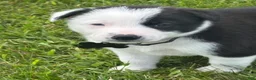 Border Collie dogs for sale: AXLE - Ad 3