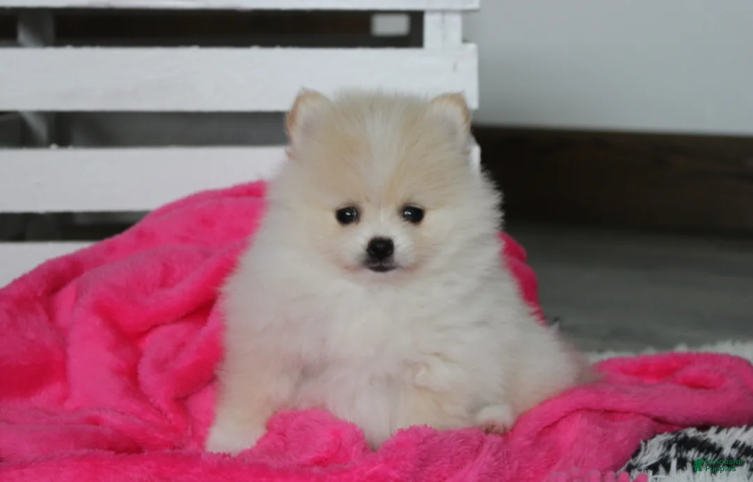 Pomeranian dogs for sale: Raine - Ad 1