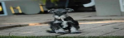 Miniature Schnauzer dogs for sale: Georgia Miniature Schnauzer - Ad 4