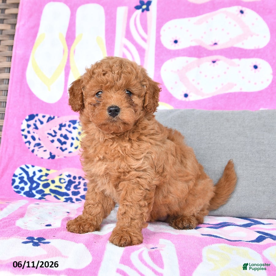 Mixed Breed dogs Geranium - Ad 2