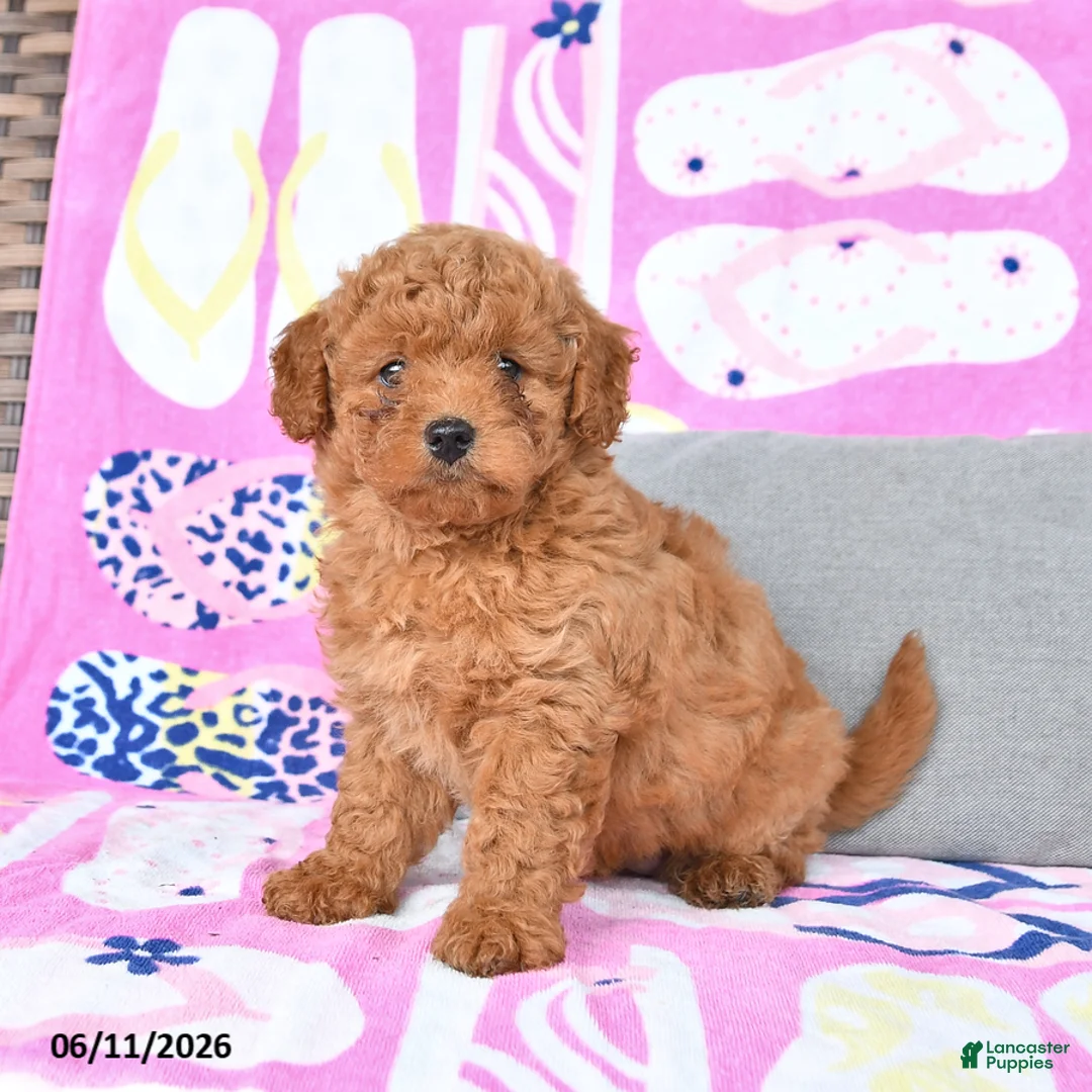 Mixed Breed dogs for sale: Geranium - Ad 2