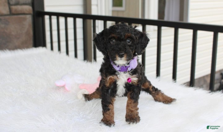 Miniature Poodle dogs Amber  - Ad 2