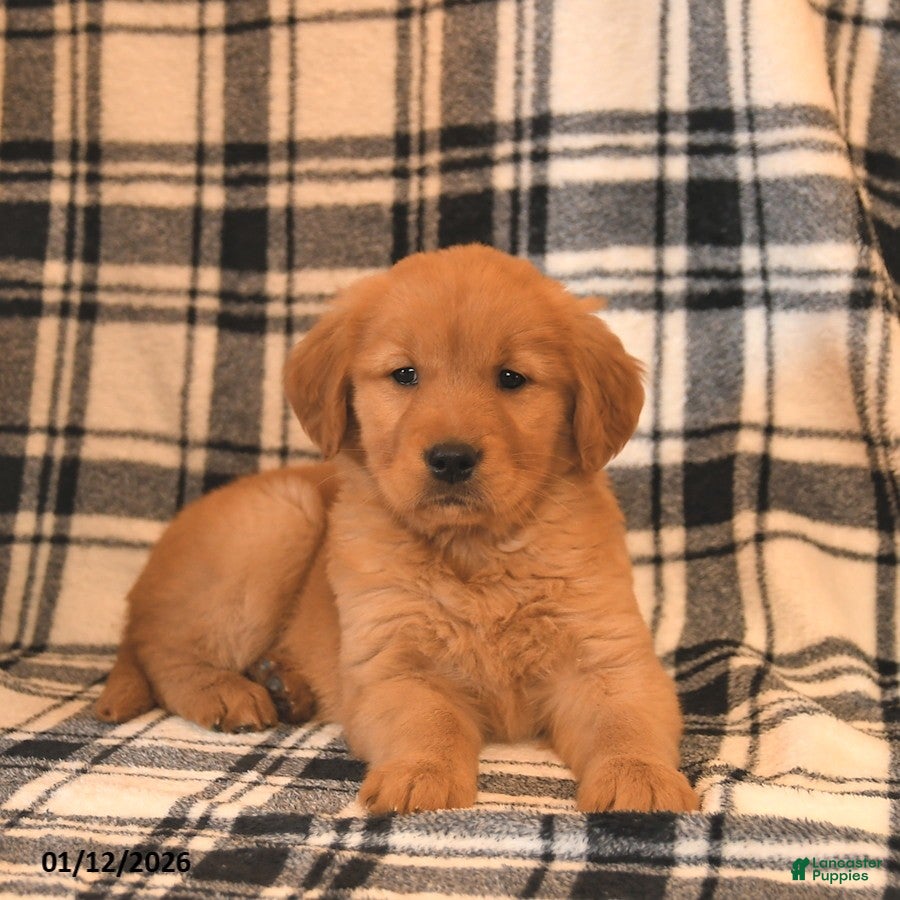 Golden Retriever dogs Victoria  - Ad 2