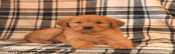 Golden Retriever dogs for sale: Victoria  - Ad 2