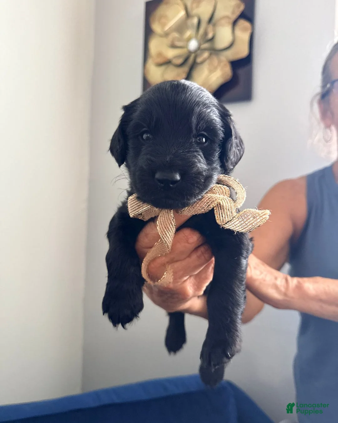Goldendoodle dogs for sale: Cosmo - Gold Bow Boy - Ad 2