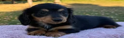Miniature Dachshund dogs for sale: Emmy - Ad 10