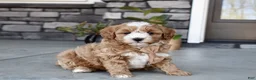 Cavapoo dogs for sale: Bentley - Ad 4