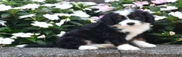 Mini Bernedoodle dogs for sale: Belle - Ad 2