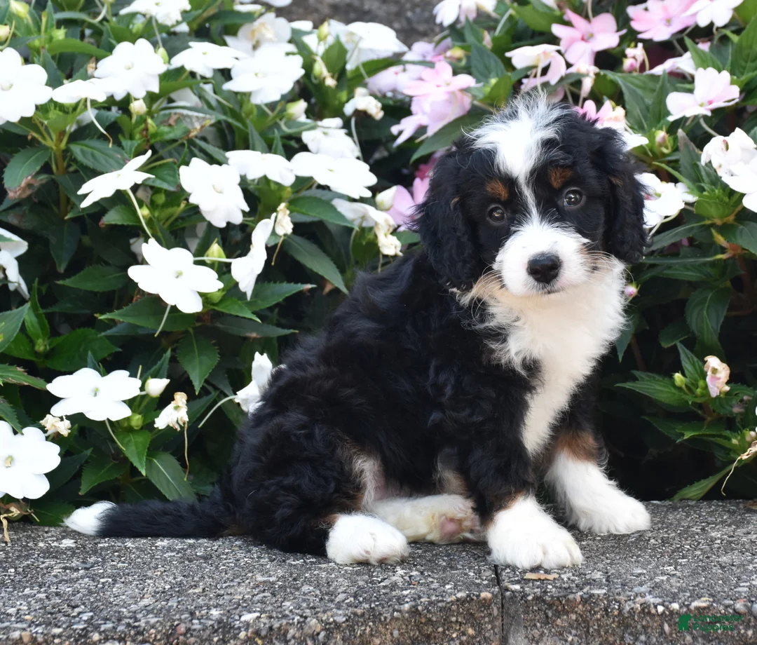 Mini Bernedoodle dogs for sale: Belle - Ad 2