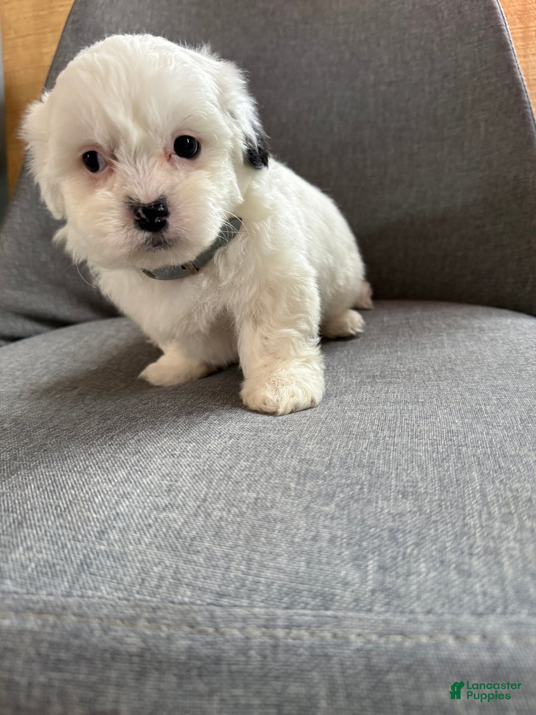 Teddy Bear dogs for sale: Snowy - Ad 9