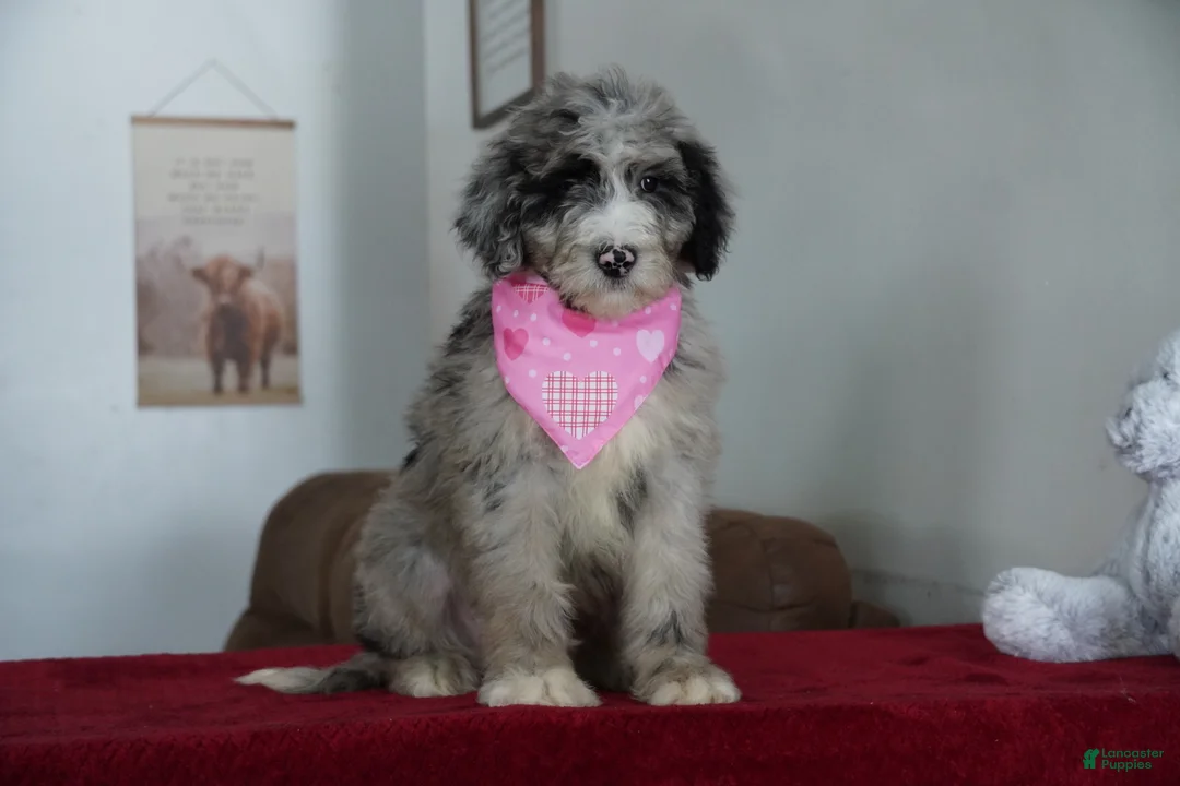Sheepadoodle dogs for sale: Nova - Ad 4