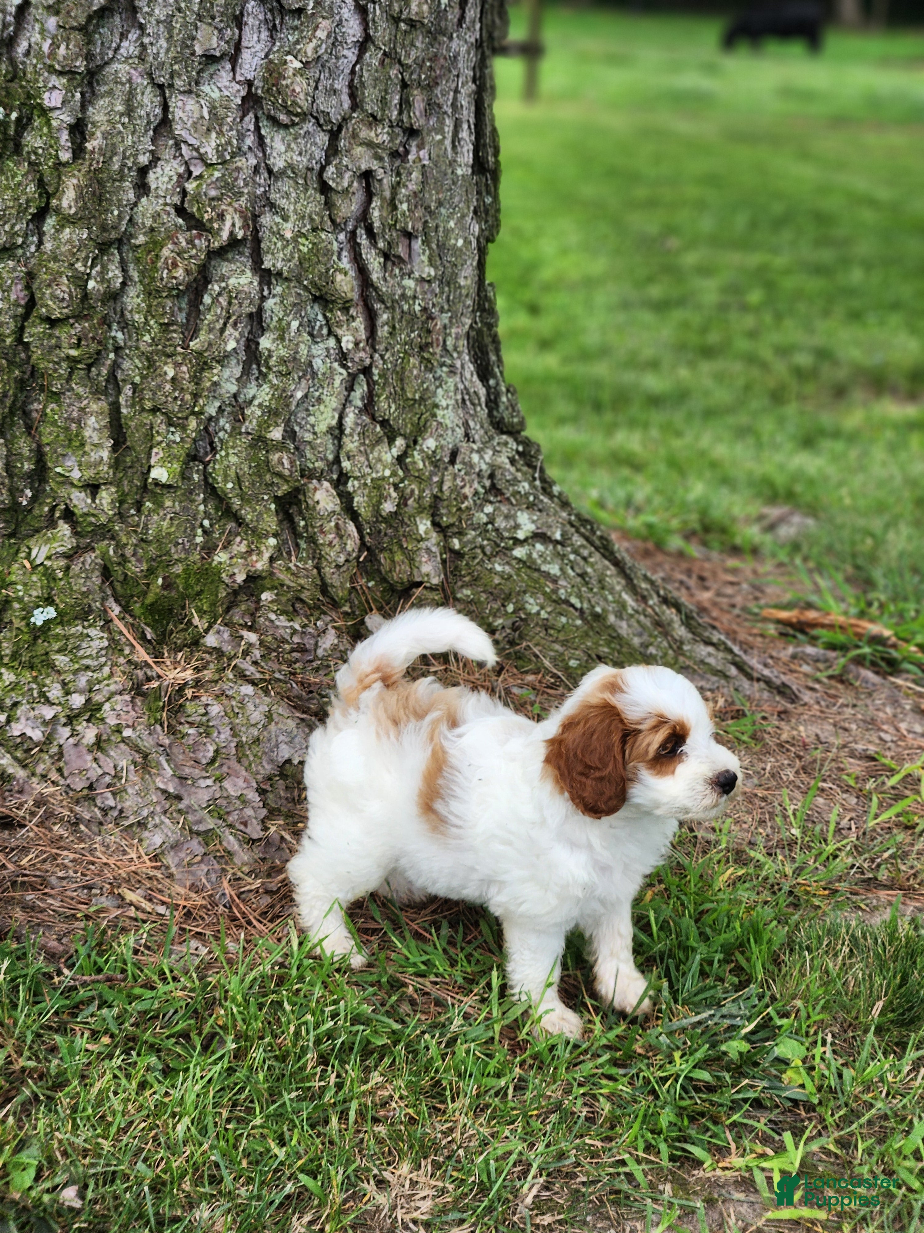 Miniature Labradoodle dogs Oscar - Ad 1