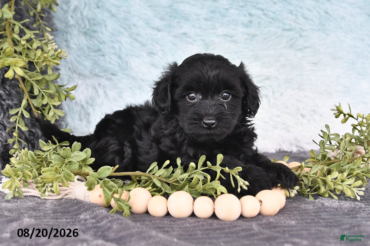 Havapoo dogs Glimmer - Ad 1