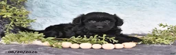 Havapoo dogs for sale: Glimmer - Ad 1
