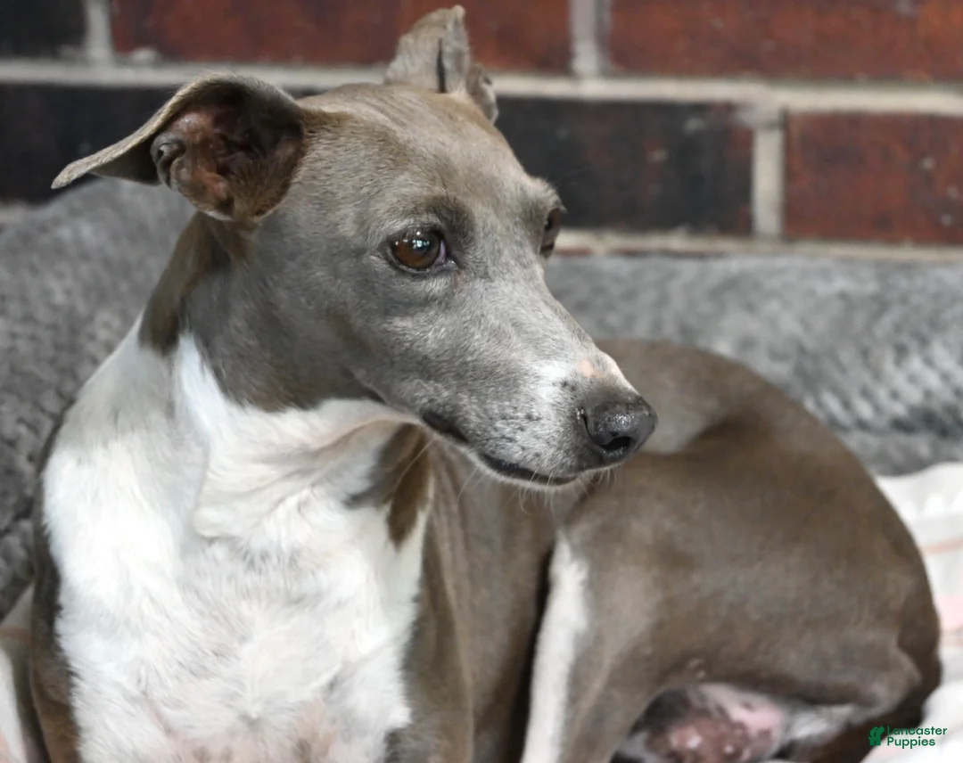 Italian Greyhound dogs for sale: Maynard - Ad 7