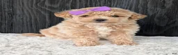 Bichpoo dogs for sale: Poppy - Ad 24