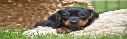 Miniature Dachshund dogs for sale: Slinky - Ad 11