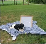 Cavapoo dogs Spotty - Ad 2