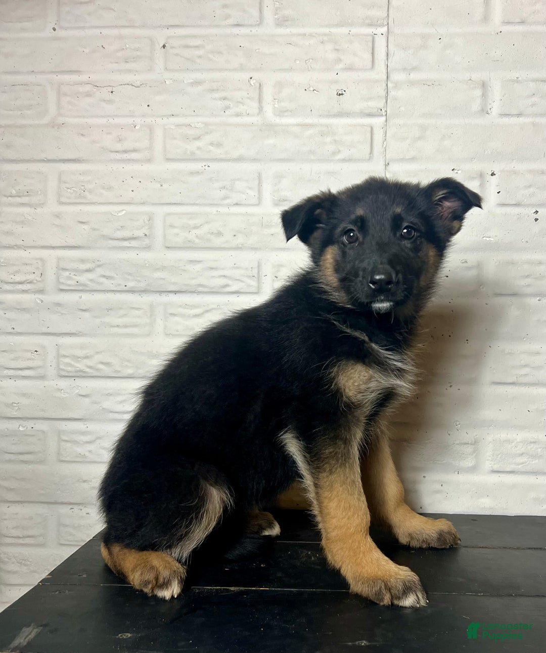German Shepherd dogs for sale: Dolly - Ad 5