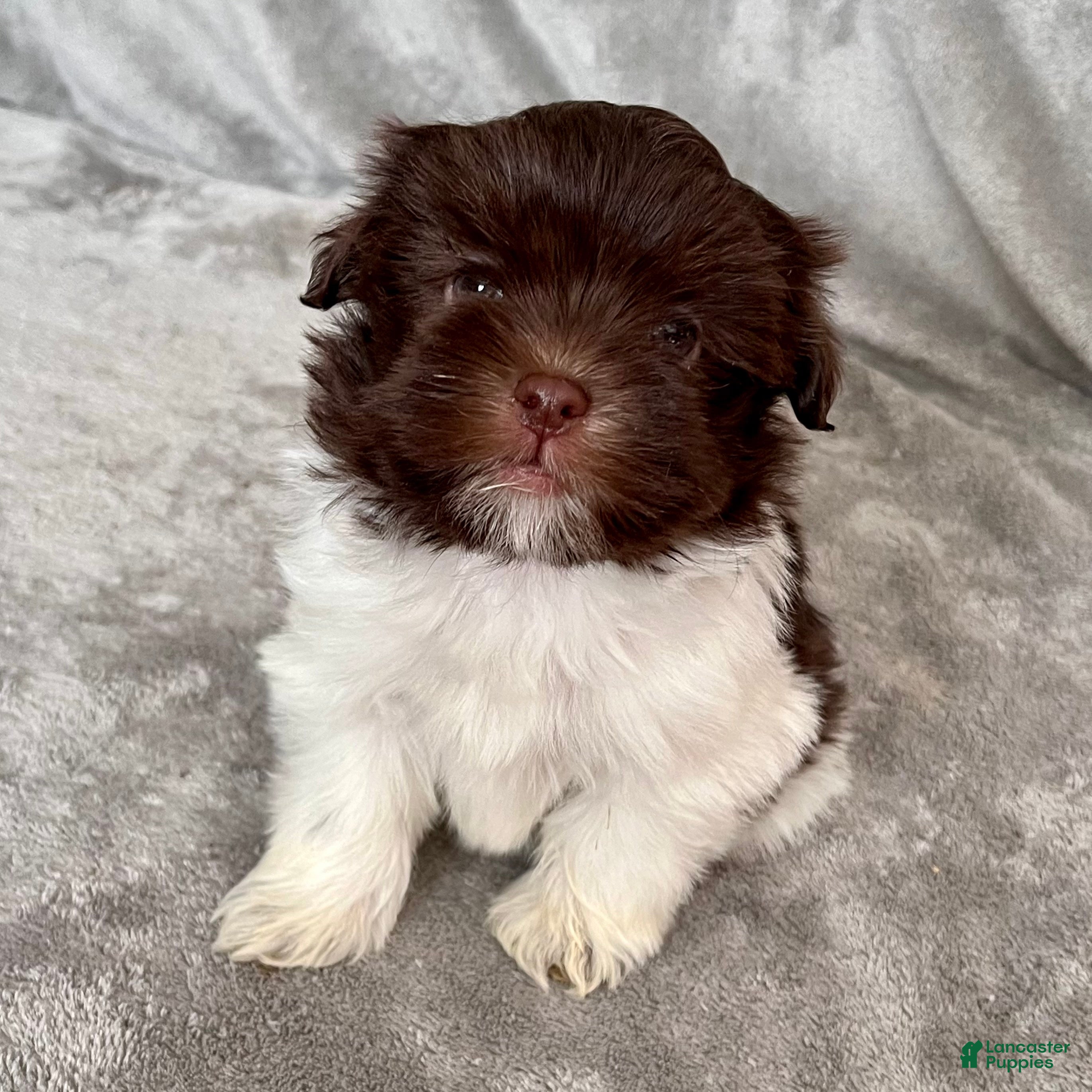 Havanese dogs Theodore - Ad 2