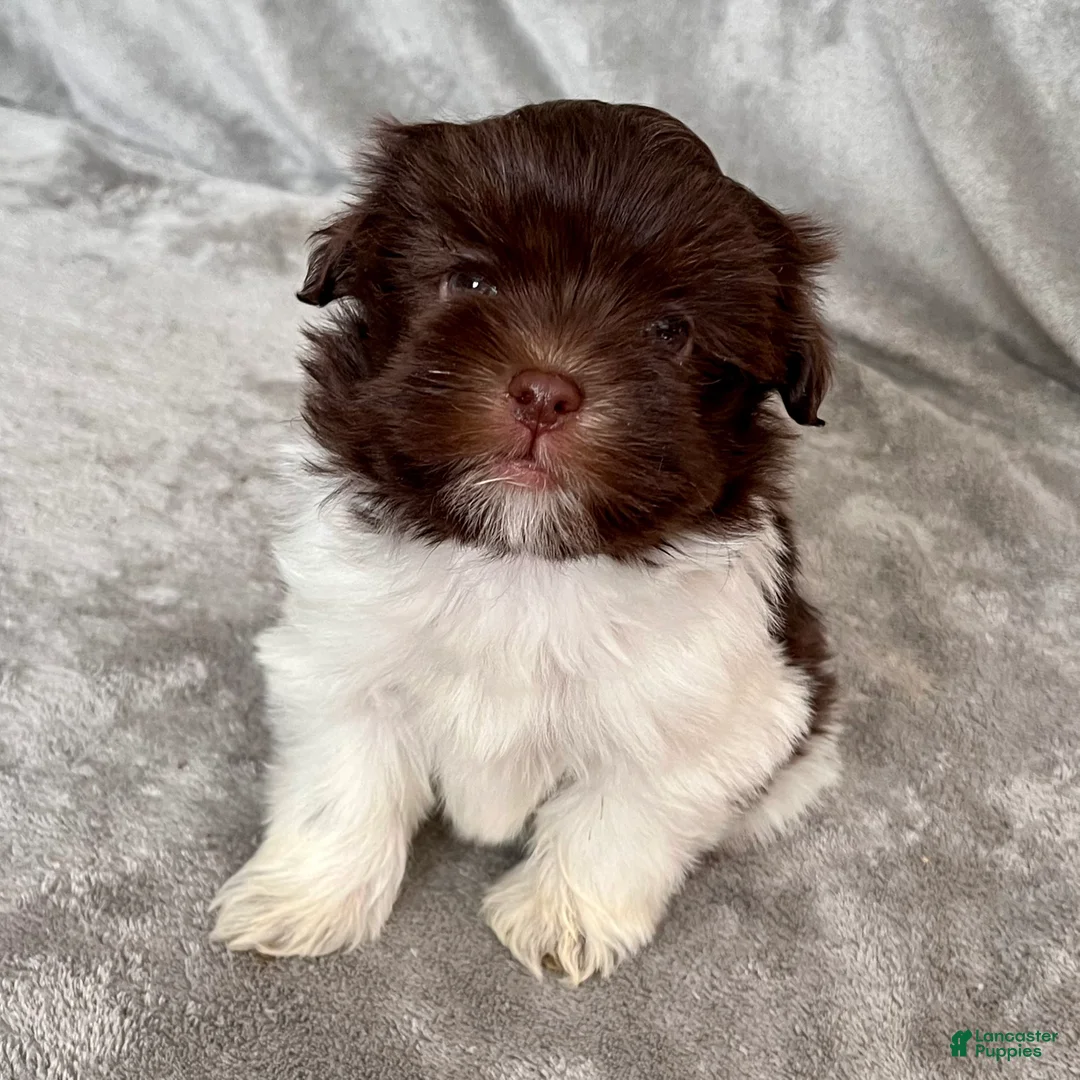 Havanese dogs for sale: Theodore - Ad 2