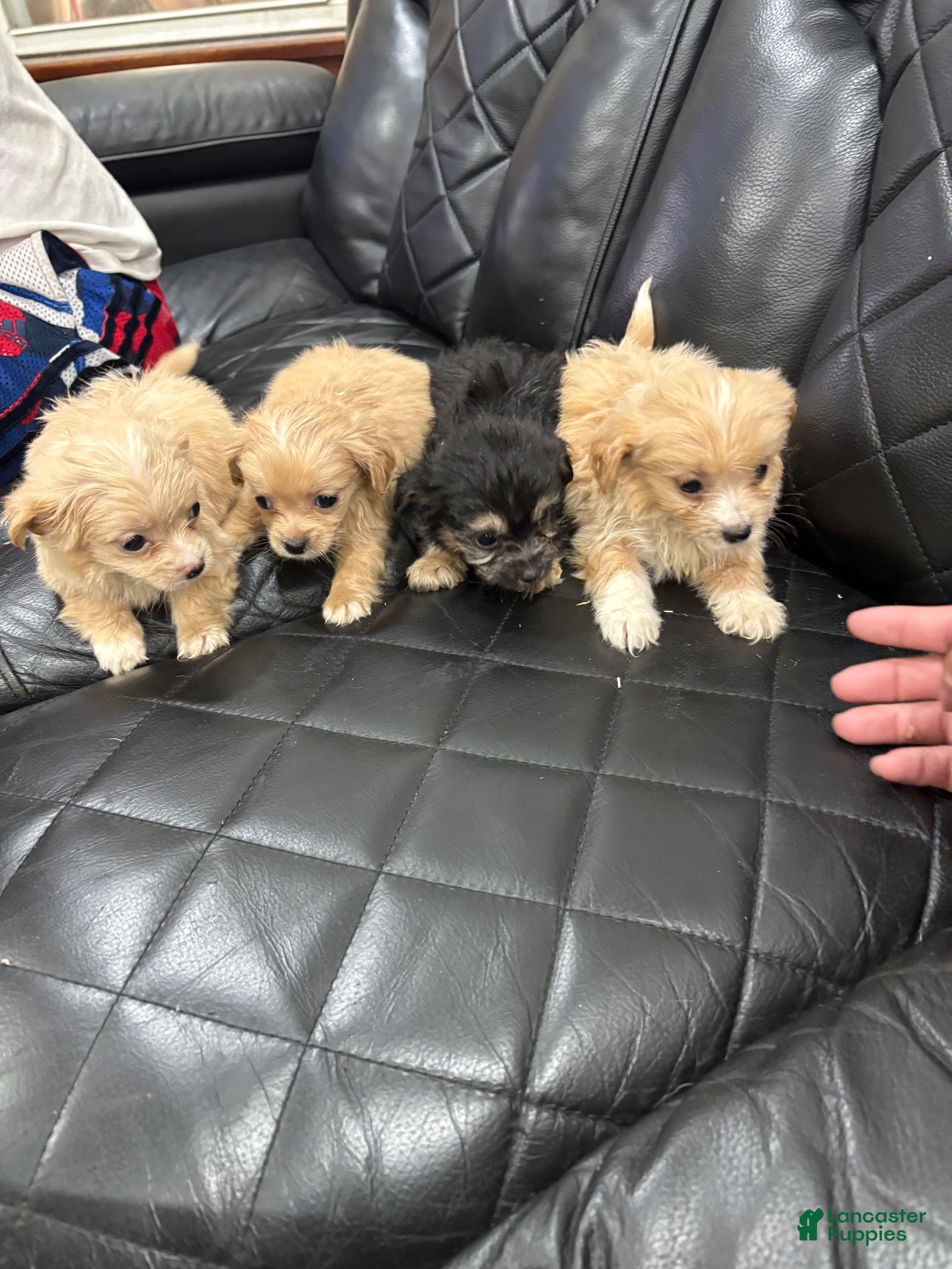 Morkie dogs Morkie 5 - Ad 3
