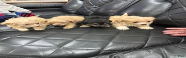 Morkie 5