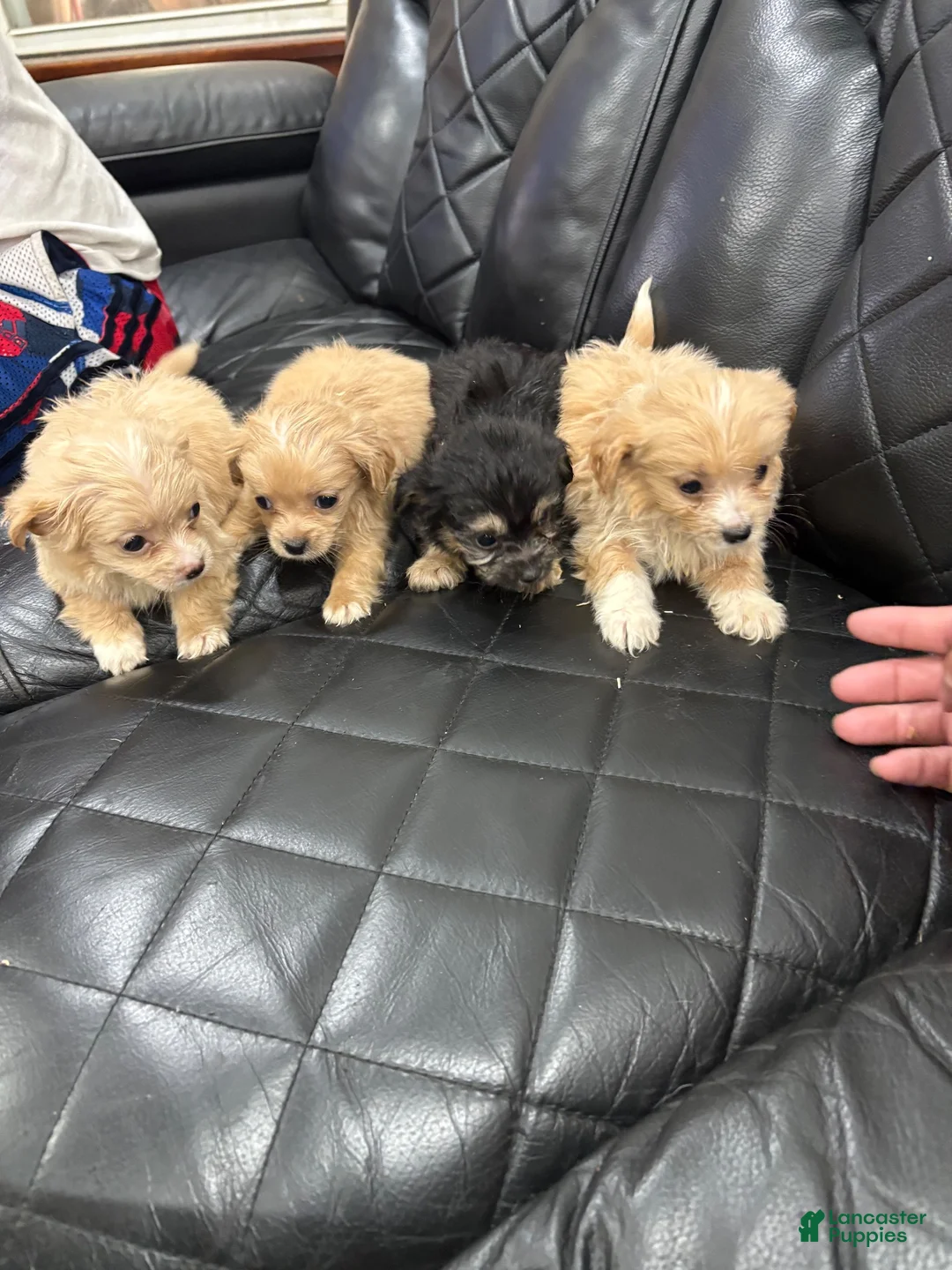 Morkie dogs for sale: Morkie 5 - Ad 1