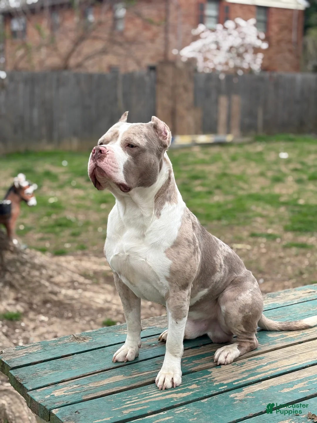 American Bully dogs for sale: Beauty - Ad 2
