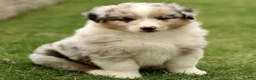 Australian Shepherd dogs for sale: Stanley  - Ad 2