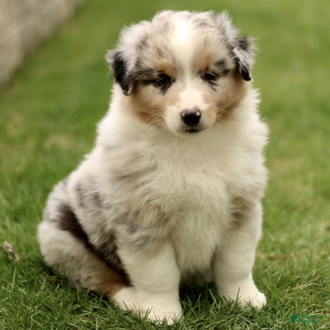 Australian Shepherd dogs for sale: Stanley  - Ad 2