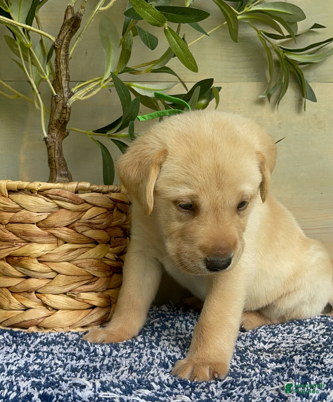 Labrador Retriever dogs for sale: Green - Ad 4
