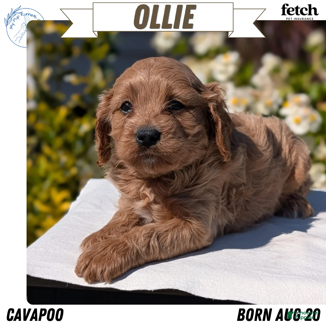 Cavapoo dogs for sale: Ollie - Ad 1